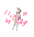 フレンチブルドックのミラちゃん（個別スタンプ：2）