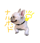 フレンチブルドックのミラちゃん（個別スタンプ：3）