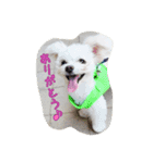 コッパーすたんぷ 3（個別スタンプ：1）