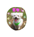 コッパーすたんぷ 3（個別スタンプ：12）