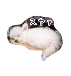 コッパーすたんぷ 3（個別スタンプ：13）