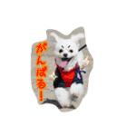 コッパーすたんぷ 3（個別スタンプ：14）
