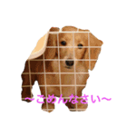 ミアと愉快な仲間たち（個別スタンプ：6）