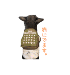 Chihuahuapome（個別スタンプ：1）