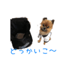 Chihuahuapome（個別スタンプ：39）