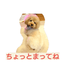 トイプードルのいろはちゃん❤️（個別スタンプ：2）