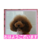 トイプードルのいろはちゃん❤️（個別スタンプ：3）
