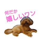 トイプードルのいろはちゃん❤️（個別スタンプ：19）