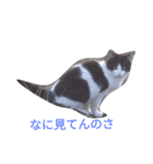 アニマルズ！（個別スタンプ：6）