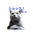 シャルトリュー 2（個別スタンプ：1）
