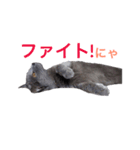 シャルトリュー 2（個別スタンプ：14）