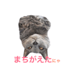 シャルトリュー 2（個別スタンプ：15）