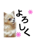 もふもふの日常(ミルキー)（個別スタンプ：5）
