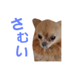 もふもふの日常(ミルキー)（個別スタンプ：21）