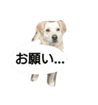 healing of cocorin（個別スタンプ：12）