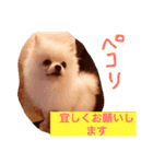 milion  pomelanian .3（個別スタンプ：1）