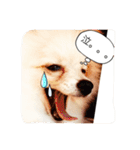 milion  pomelanian .3（個別スタンプ：6）