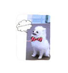 milion  pomelanian .3（個別スタンプ：8）
