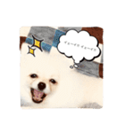 milion  pomelanian .3（個別スタンプ：14）