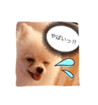 milion  pomelanian .3（個別スタンプ：16）