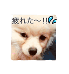 milion  pomelanian .3（個別スタンプ：19）