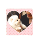milion  pomelanian .3（個別スタンプ：20）