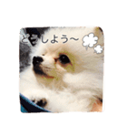 milion  pomelanian .3（個別スタンプ：21）
