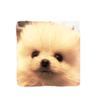 milion  pomelanian .3（個別スタンプ：24）