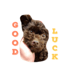 for Amo（個別スタンプ：16）