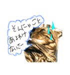 スコティッシュフォールド 小鉄2（個別スタンプ：3）