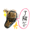 スコティッシュフォールド 小鉄2（個別スタンプ：4）