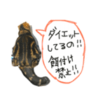スコティッシュフォールド 小鉄2（個別スタンプ：7）