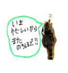 スコティッシュフォールド 小鉄2（個別スタンプ：8）