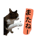 ロンの日常～生活～（個別スタンプ：32）