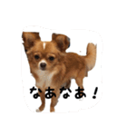 チワワのごんちゃん日常スタンプ（個別スタンプ：2）