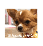 チワワのごんちゃん日常スタンプ（個別スタンプ：8）