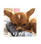 チワワのごんちゃん日常スタンプ（個別スタンプ：9）