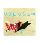 チワワのごんちゃん日常スタンプ（個別スタンプ：11）