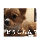 チワワのごんちゃん日常スタンプ（個別スタンプ：15）