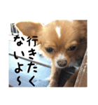 チワワのごんちゃん日常スタンプ（個別スタンプ：16）