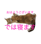 ぶちゃとらん（個別スタンプ：1）