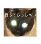 ぶちゃとらん（個別スタンプ：2）