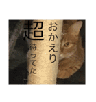 ぶちゃとらん（個別スタンプ：4）