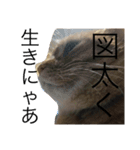 ぶちゃとらん（個別スタンプ：15）