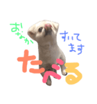 ゴマとはな2（個別スタンプ：4）