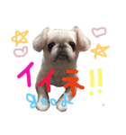 ゴマとはな2（個別スタンプ：5）