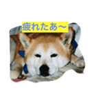 ギン兄ちゃんの独り言（個別スタンプ：1）
