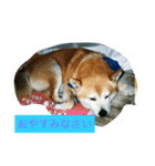 ギン兄ちゃんの独り言（個別スタンプ：2）
