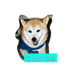 ギン兄ちゃんの独り言（個別スタンプ：3）