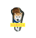 ギン兄ちゃんの独り言（個別スタンプ：5）